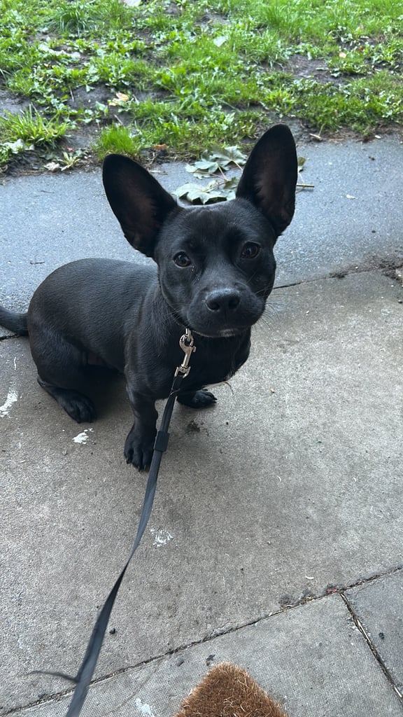 Puppy for sale 