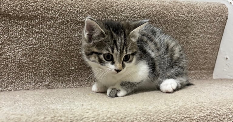 Domestic shorthair kitten 