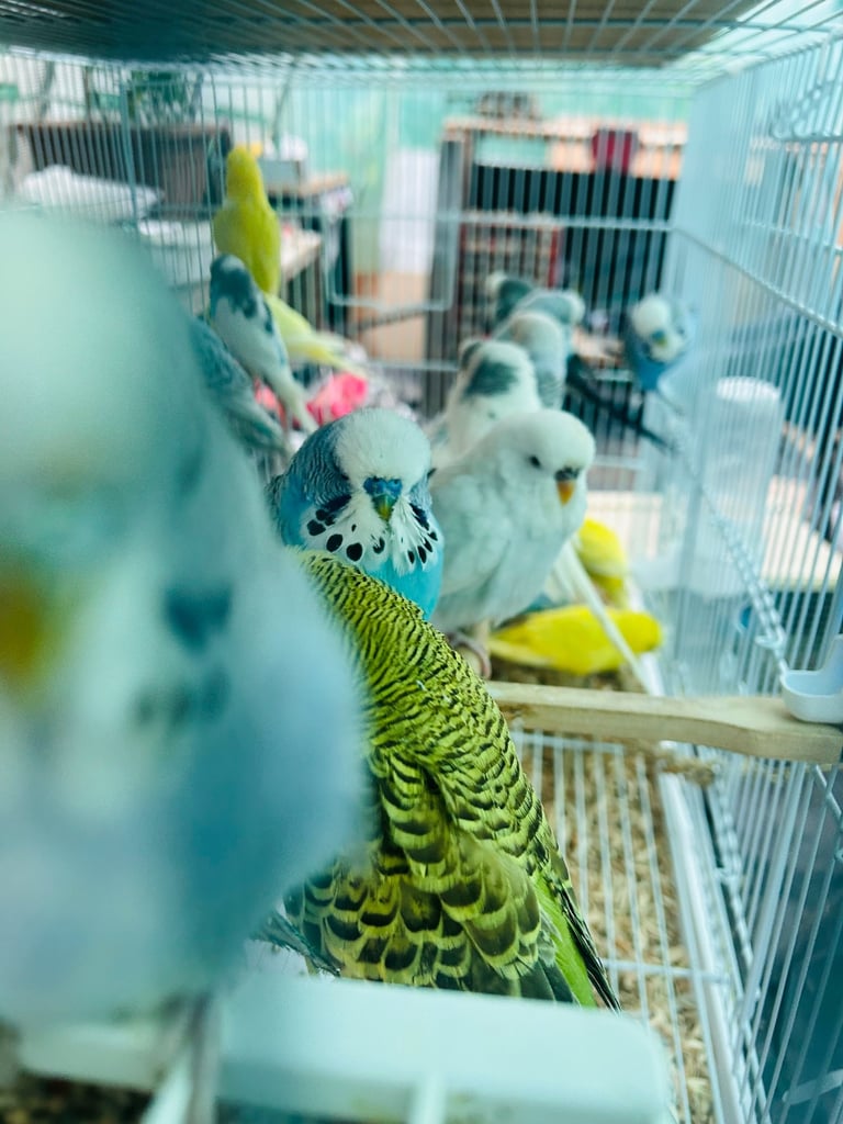 Various budgies for sale 
