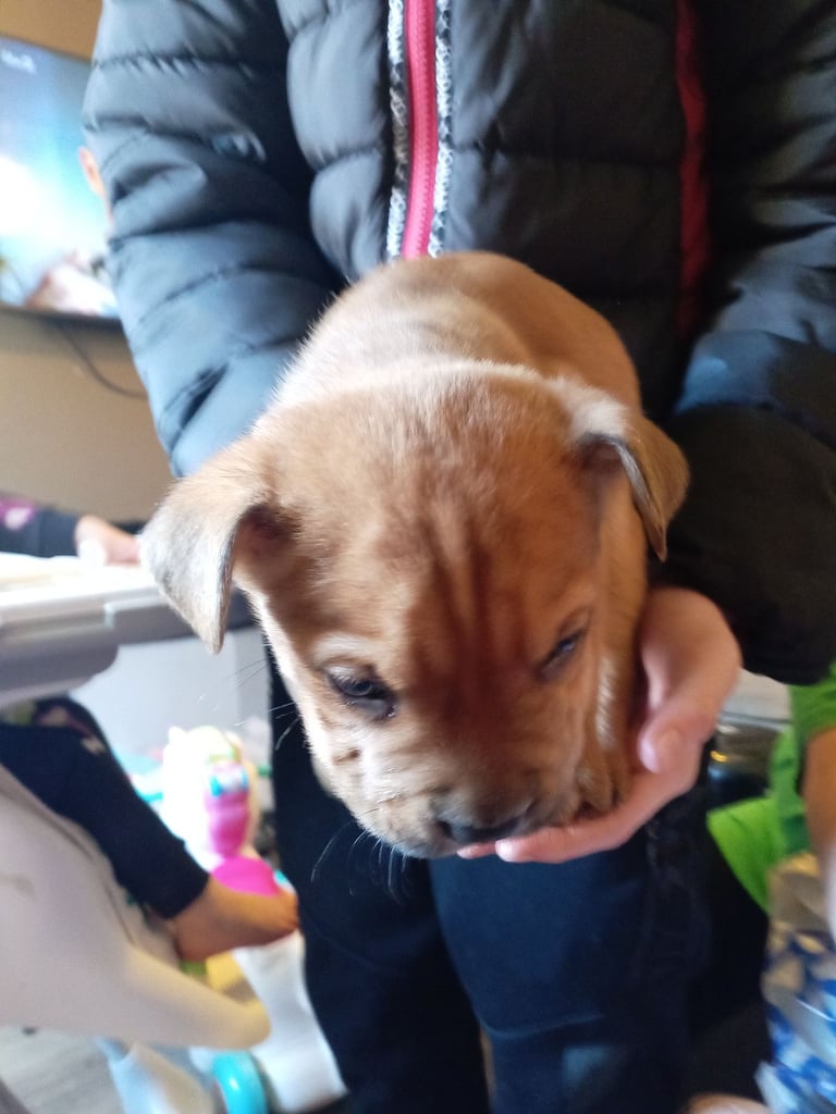 American bull x shar pei puppies 