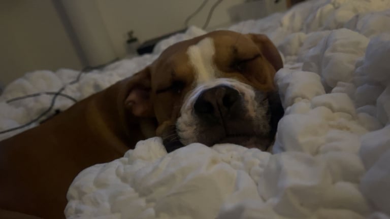 Alapaha Blue Blood Bulldog- Full pedigree