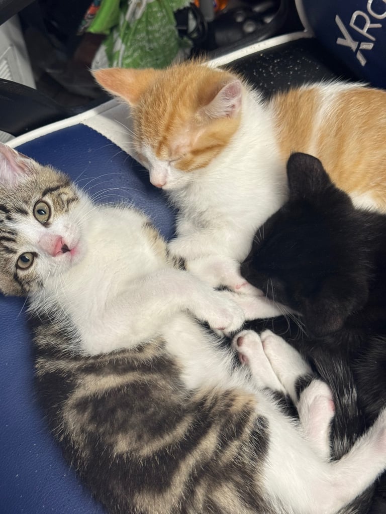 3 beautiful kittens looking for their forever homes