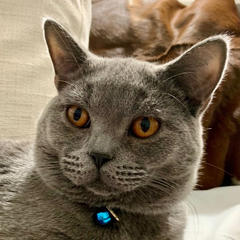 Beautiful British Shorthair Blue Kitten – Ready Now