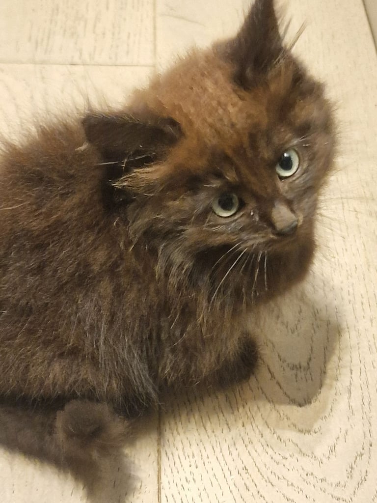 2 Orange ( Ginger ) kittens, boys , and 5 black ( persian ) kittens for sale 3 boys and 2 girls