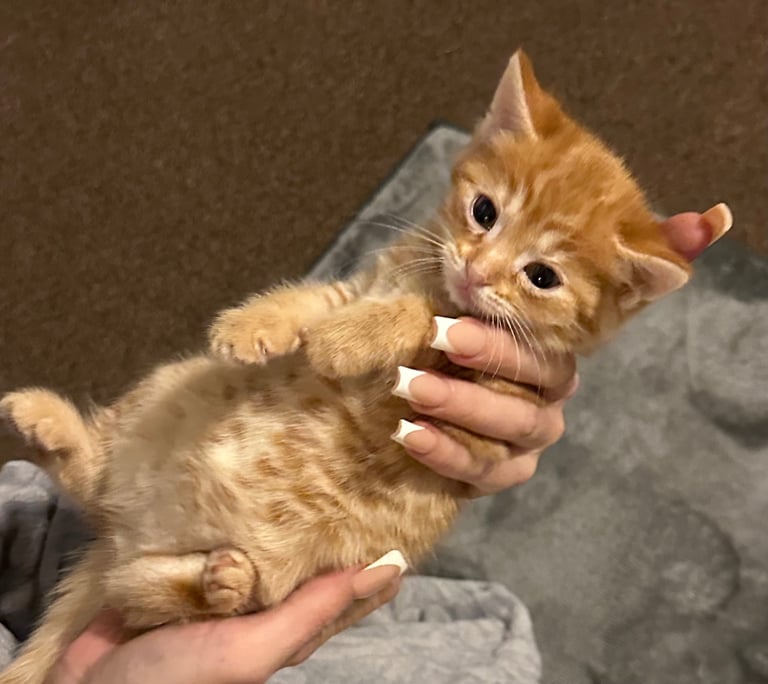 Kittens 