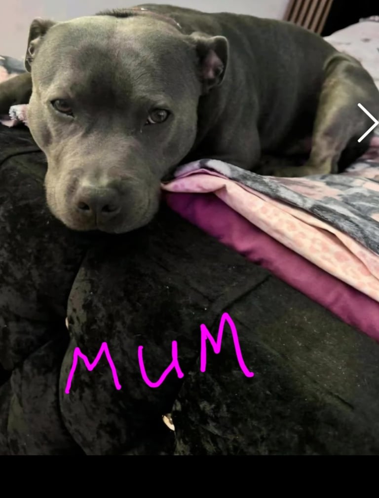  staffordshire bull terrier blue brindle female 