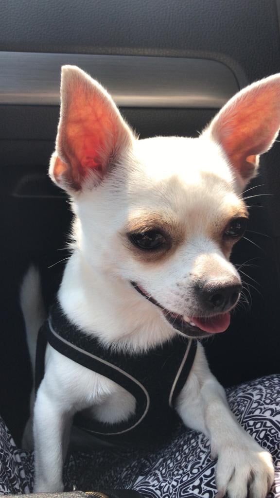 Chihuahua in London  Dogs & Puppies for Sale - Gumtree