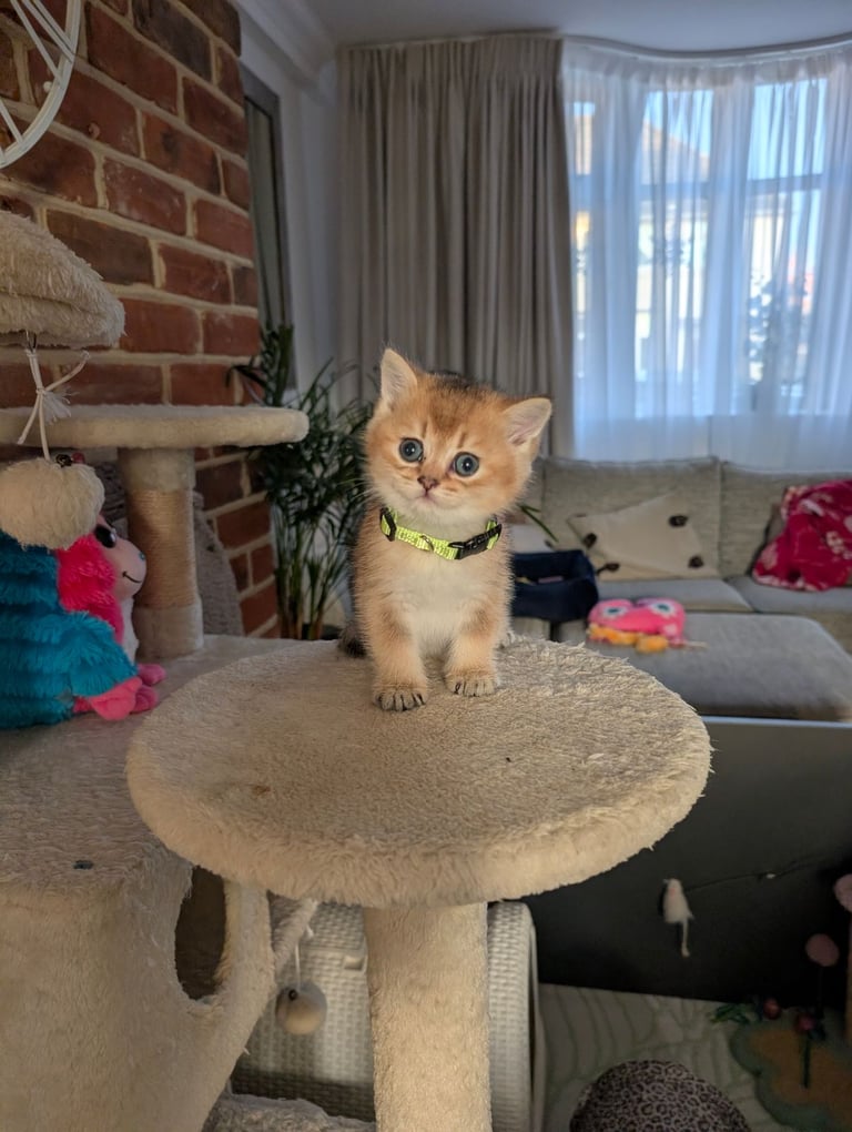 Gold British Shorthair kittens