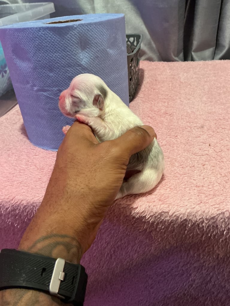 ✨15 Beautiful French Bulldog Puppies ✨