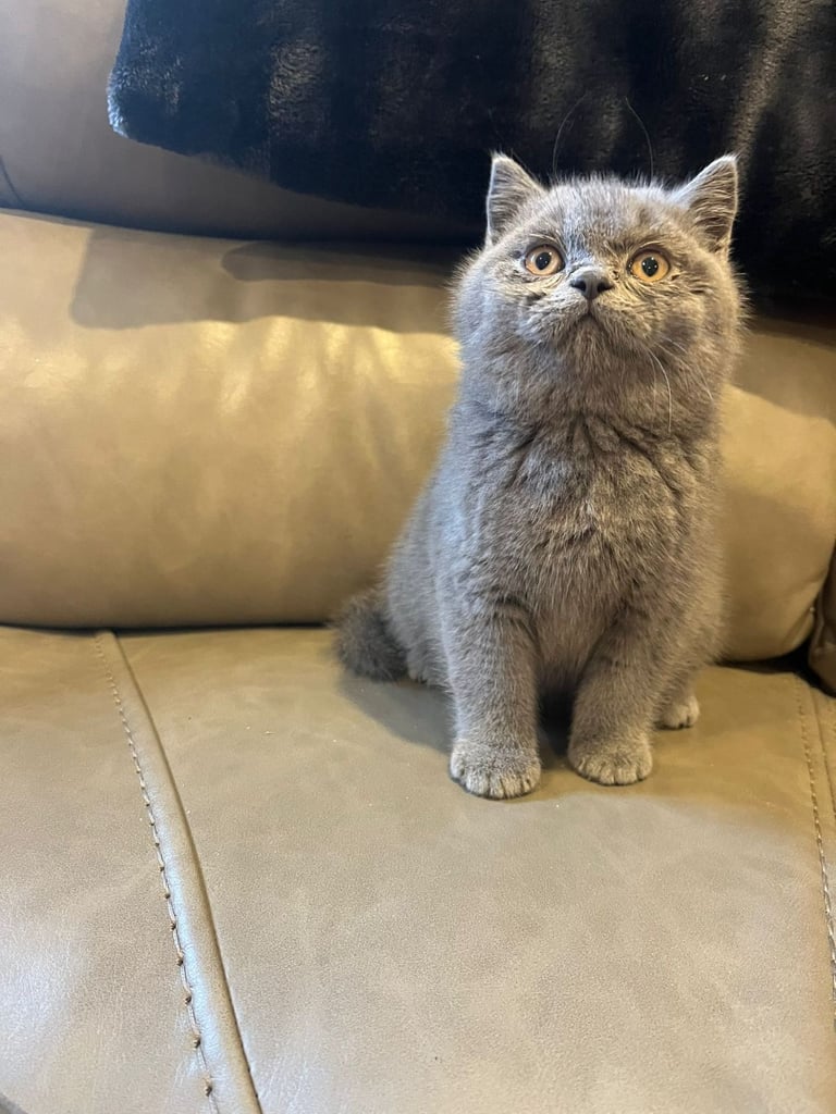 British shorthair 
