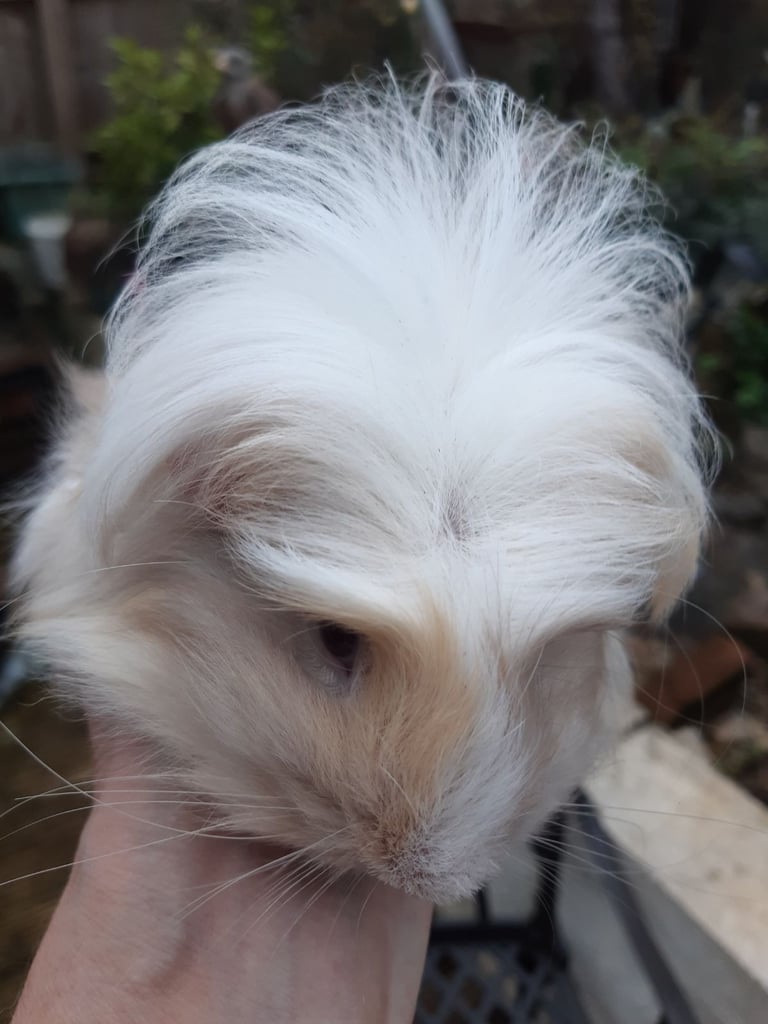 Baby guineapigs 