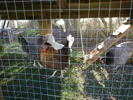 4 laying hens and Bantam Cockerel