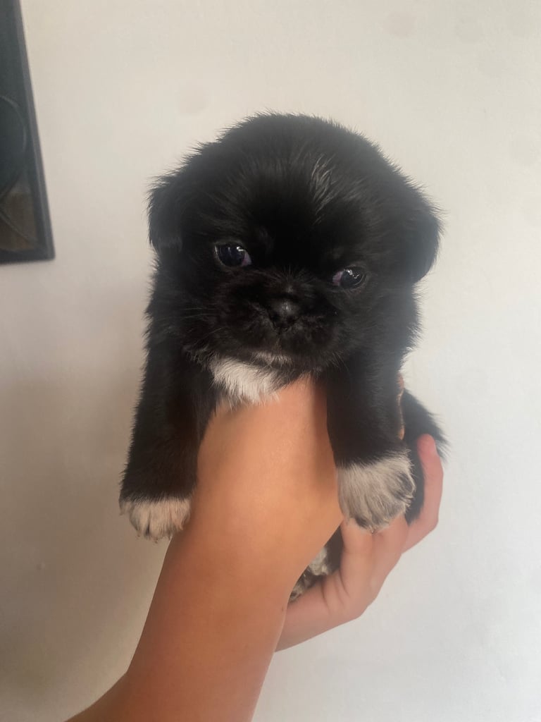 pugzu puppies for sale 