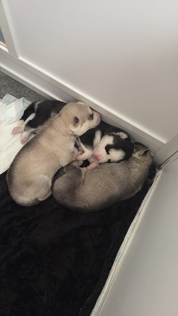 Husky puppies 