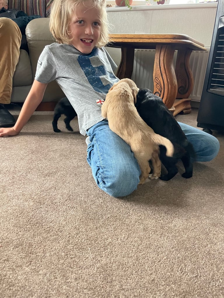 Beautiful cockerdour puppies 