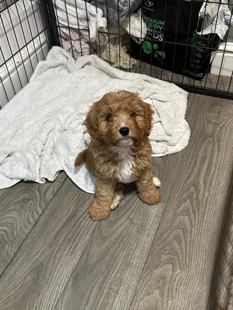 Cavapoo puppy’s 