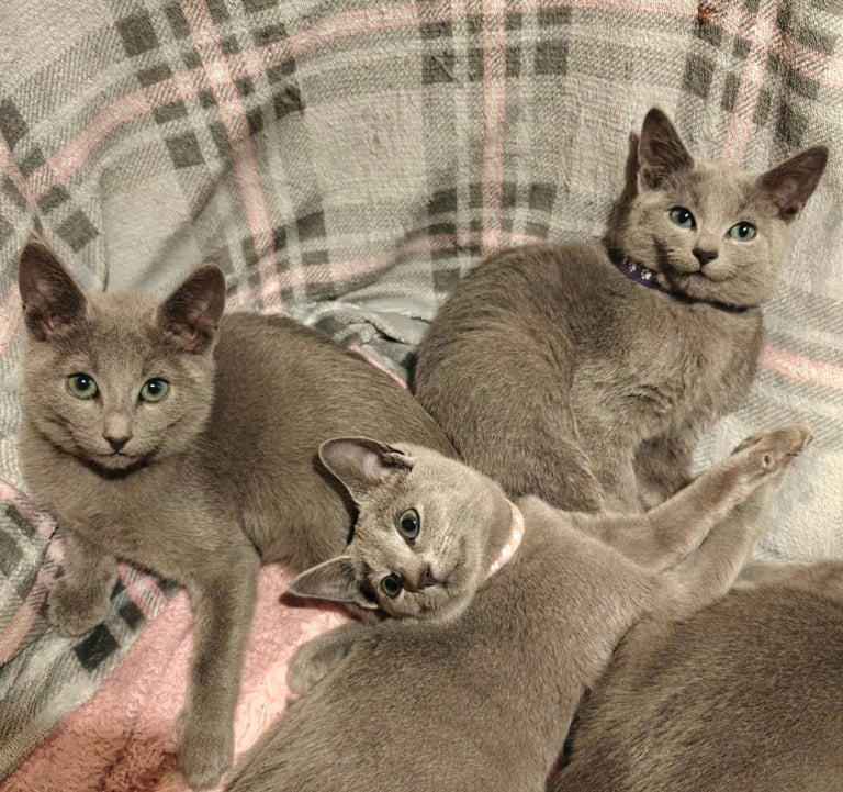 RB kittens, 3 m.o. , N.London 