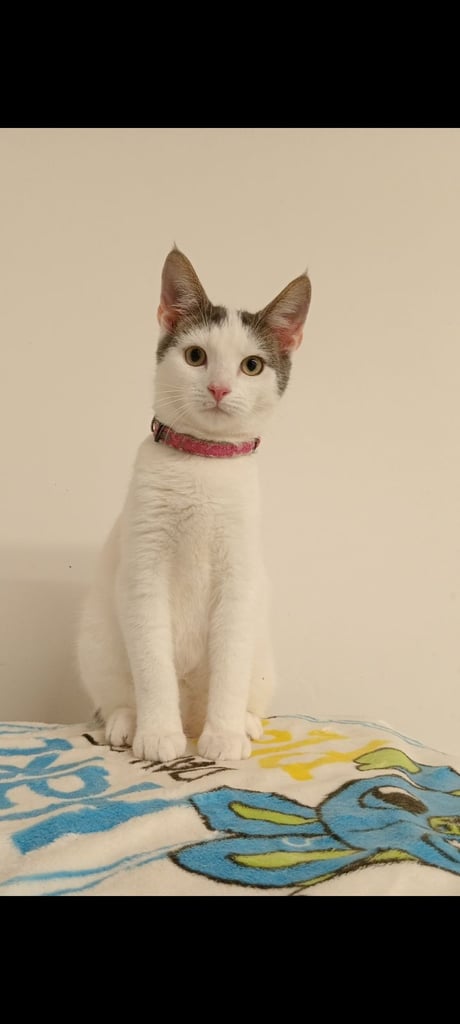 image for Boy cat 5 months 