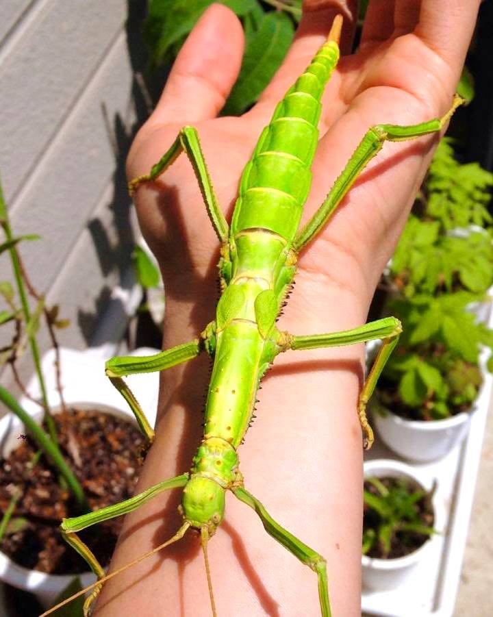 Green Bean stick insect 