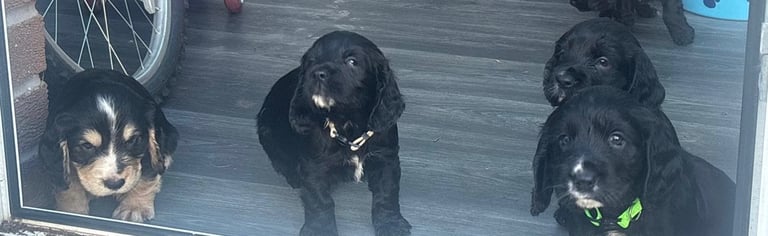 Beautiful cocker spaniels 