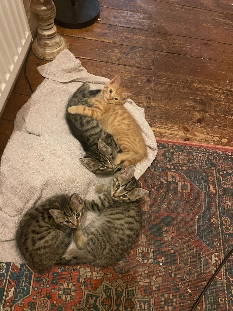 Beautiful kittens for sale 