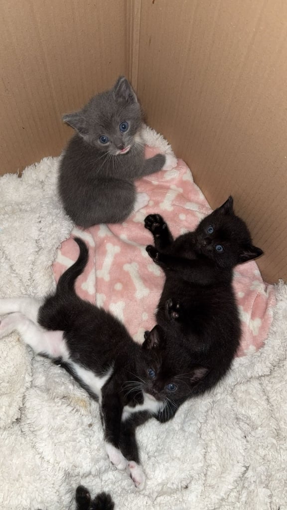 last kitten 