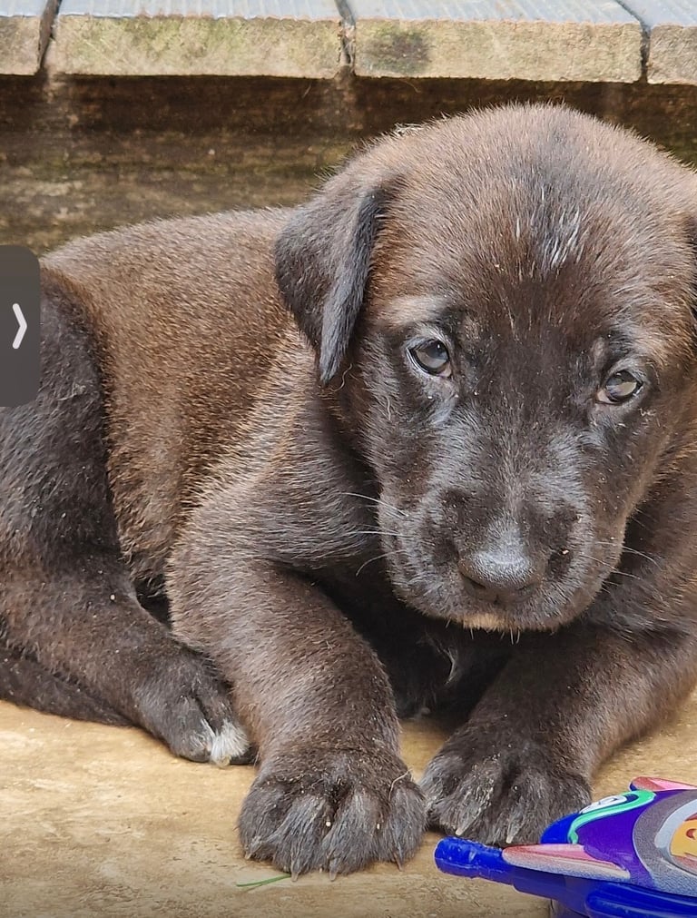 GREAT DANE X GERMAN SHEPHERD *2 PUPPIES LEFT* AVAILABLE