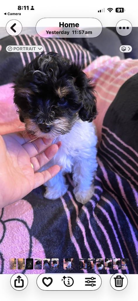 image for Tiny Multipoos fur Babys