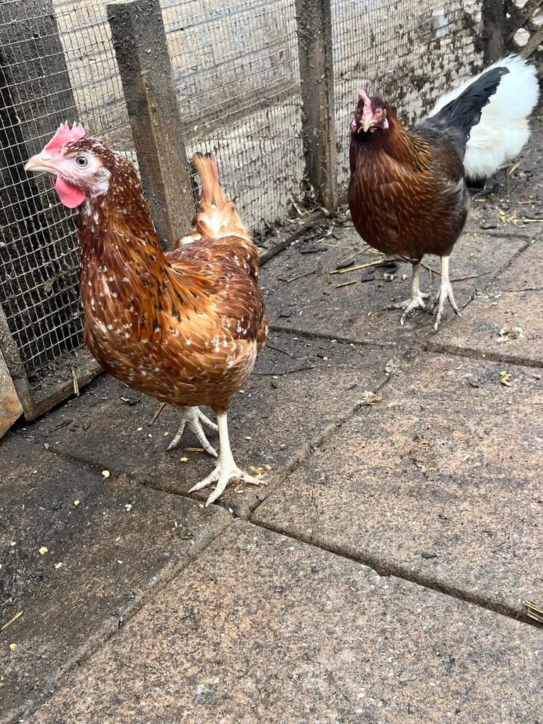 Hens for sale various egg colours 1years old