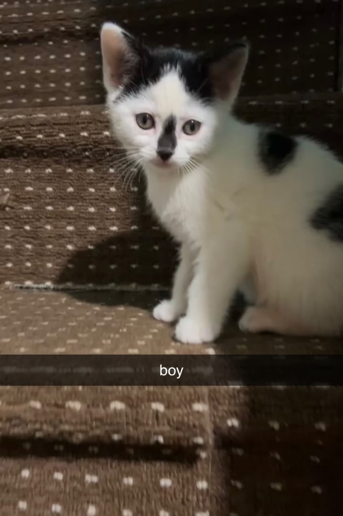 Black and White Kittens for Sale 