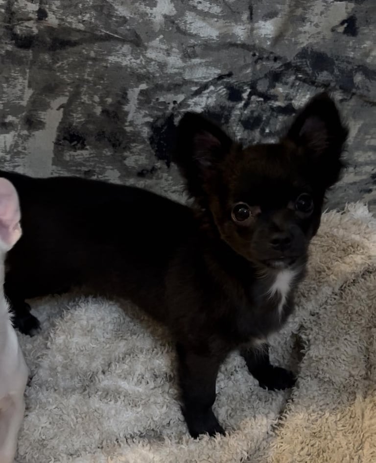 image for Chihuahua puppies 