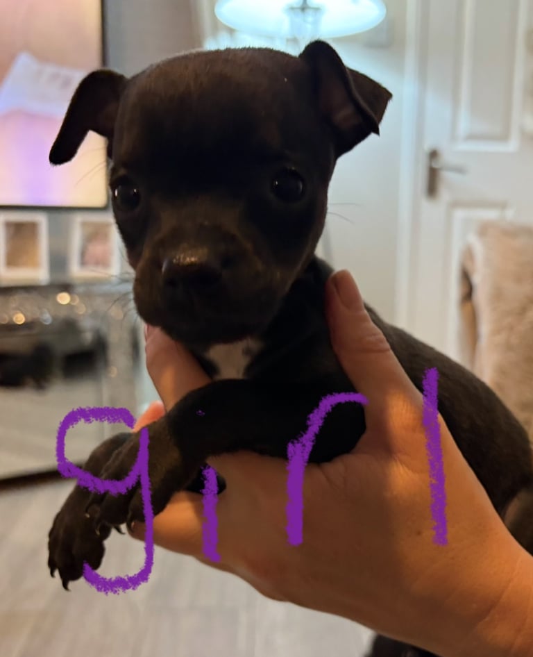 Patterdale terriers for sale 