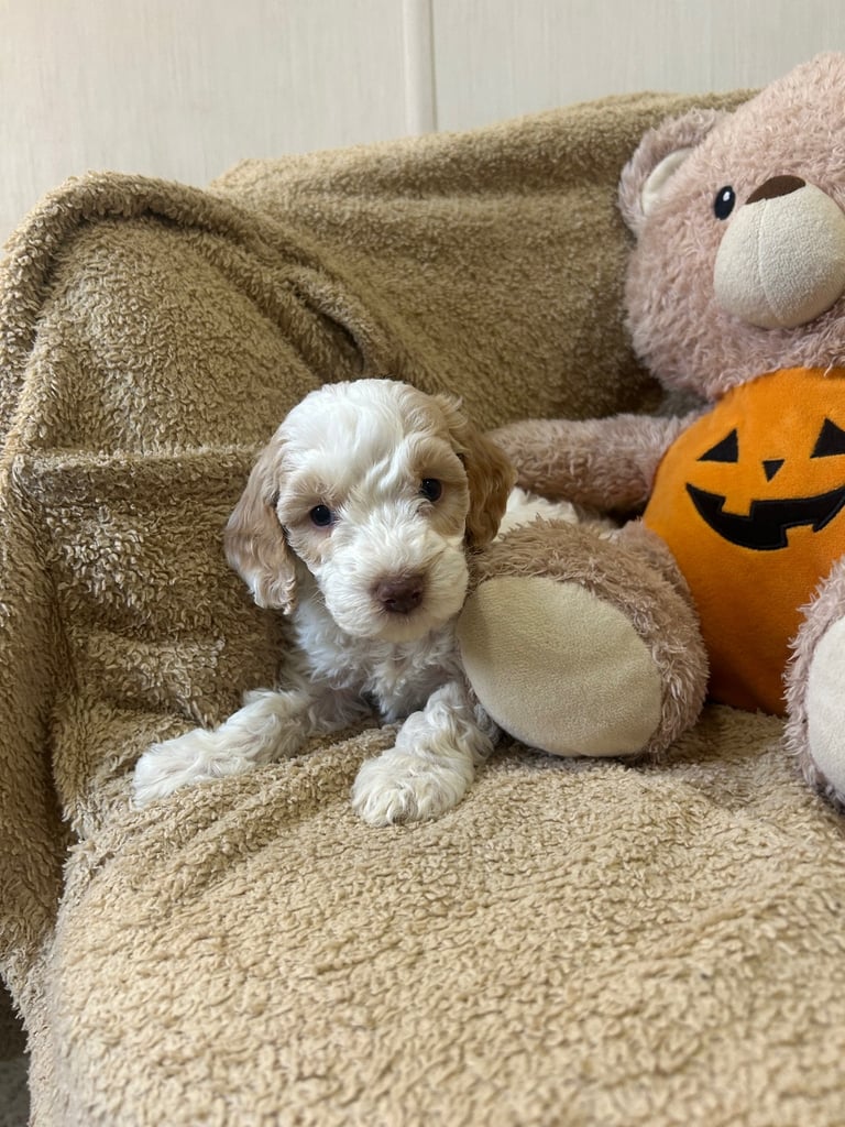 Beautiful Cockerpoo Puppies