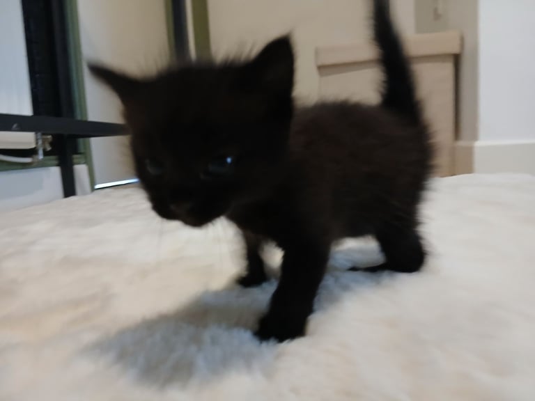  kittens for sale