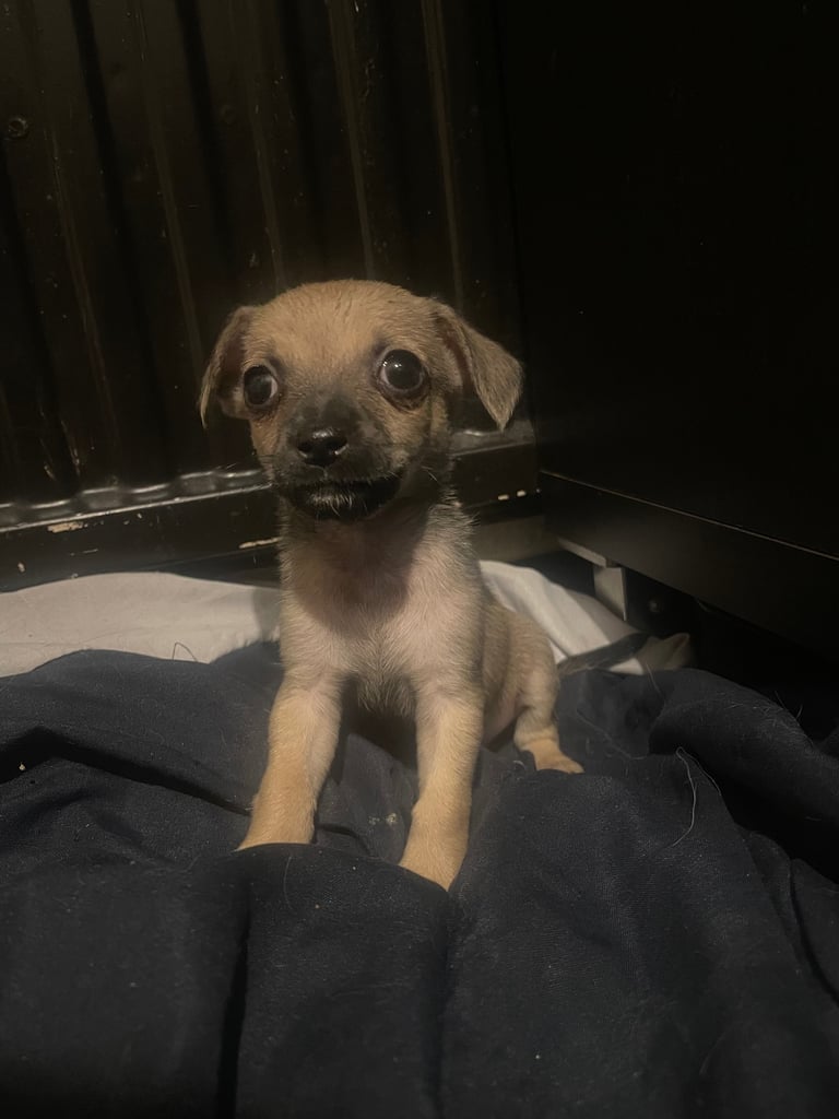 image for 4 beautiful puppies 