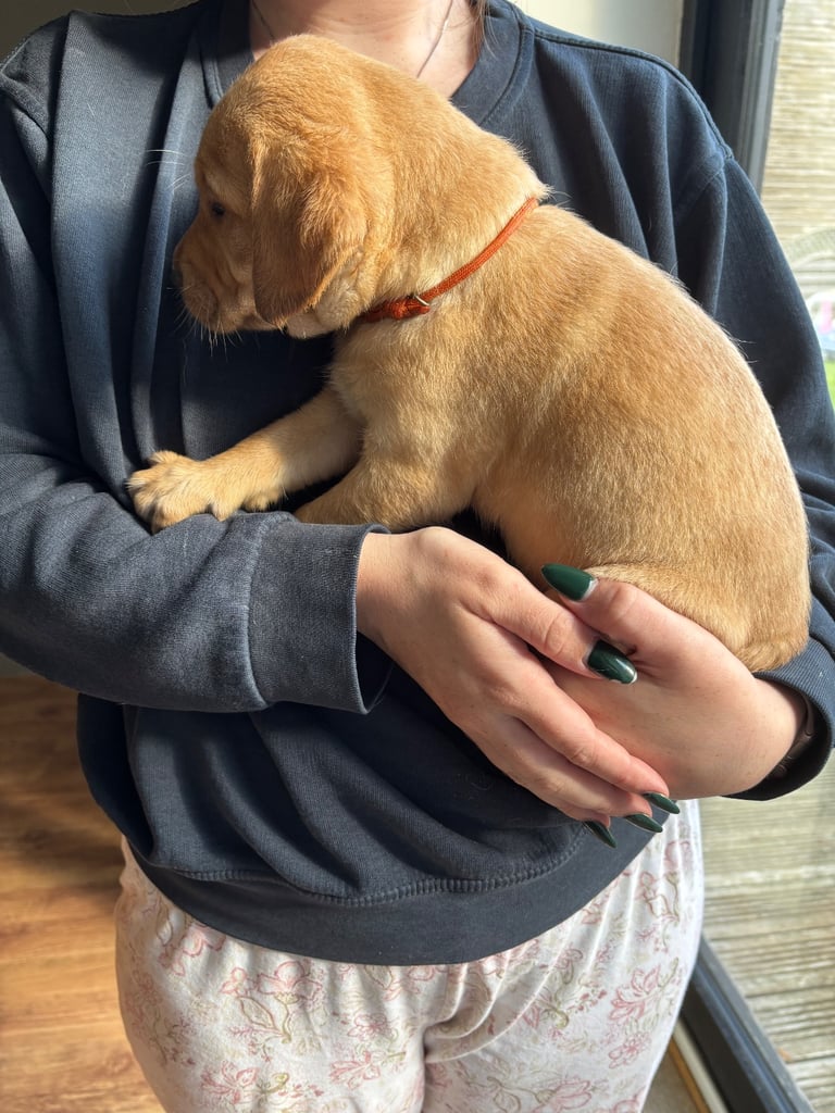 Beautiful Labrador puppies
