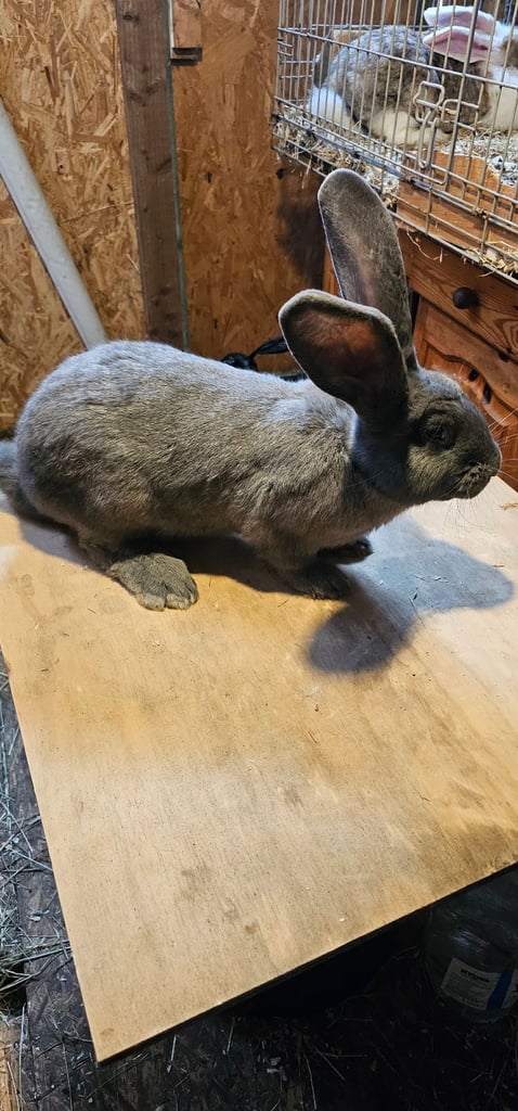 Continental Giant Merle Rabbits Rabbit