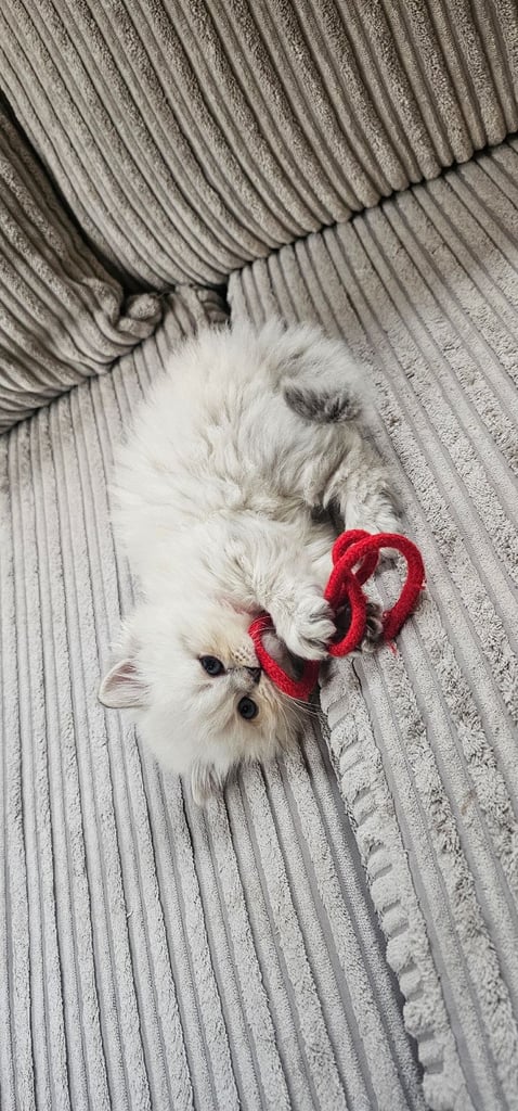 🐱 Gorgeous Persian × British Shorthair Kittens – Ready Soon 🐱