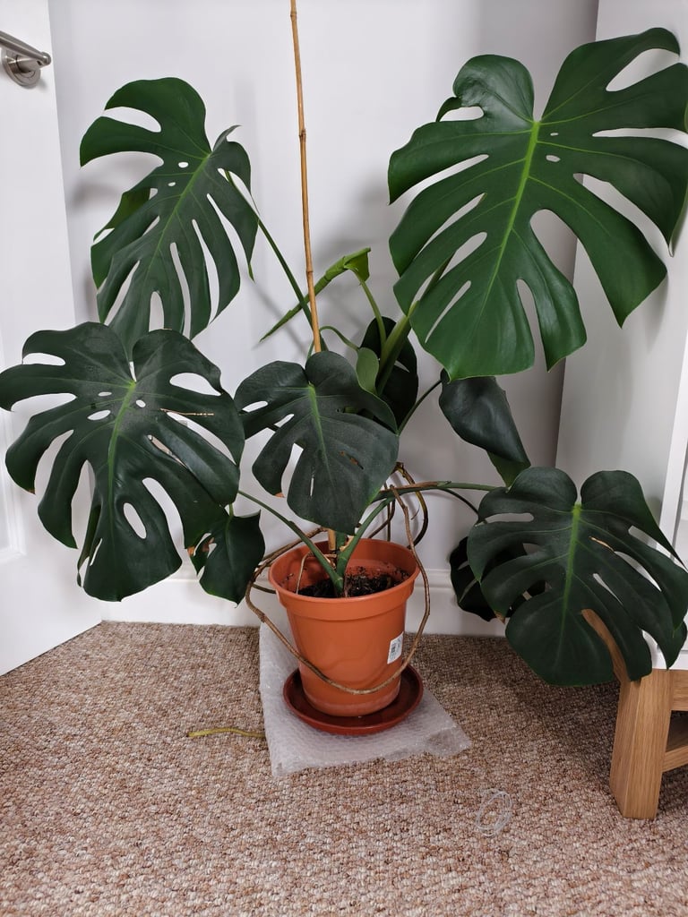 image for Big Swiss Cheese Plant (Monstera Deliciosa) for sale!