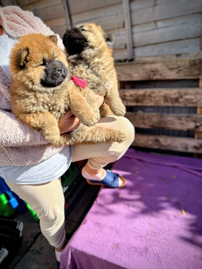 Chow chow