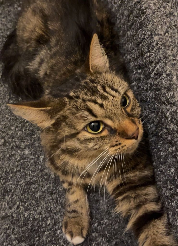 image for Cats