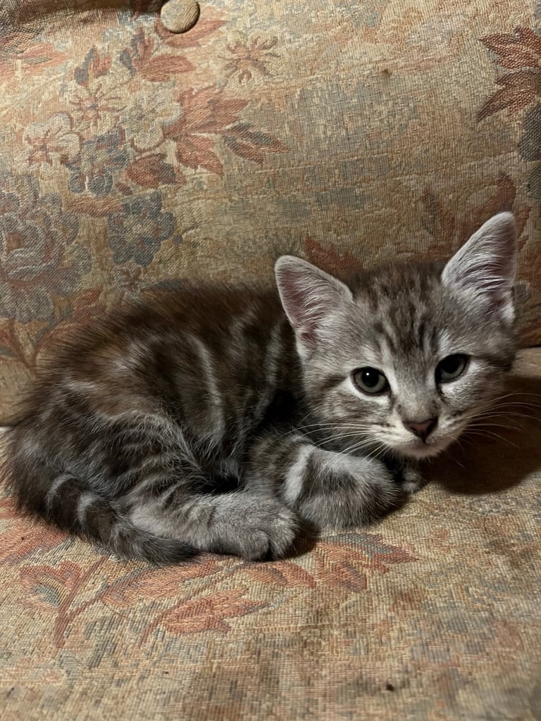 Siberian cross kittens 