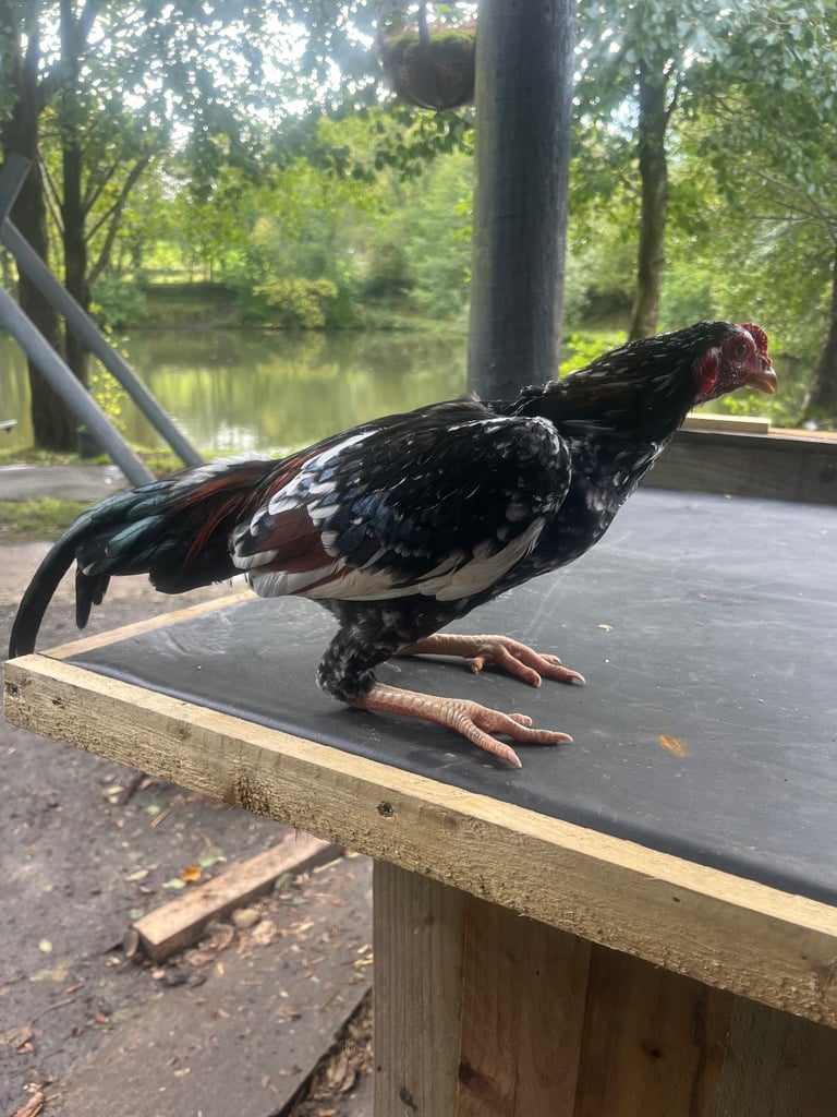 Bantam Aseel 
