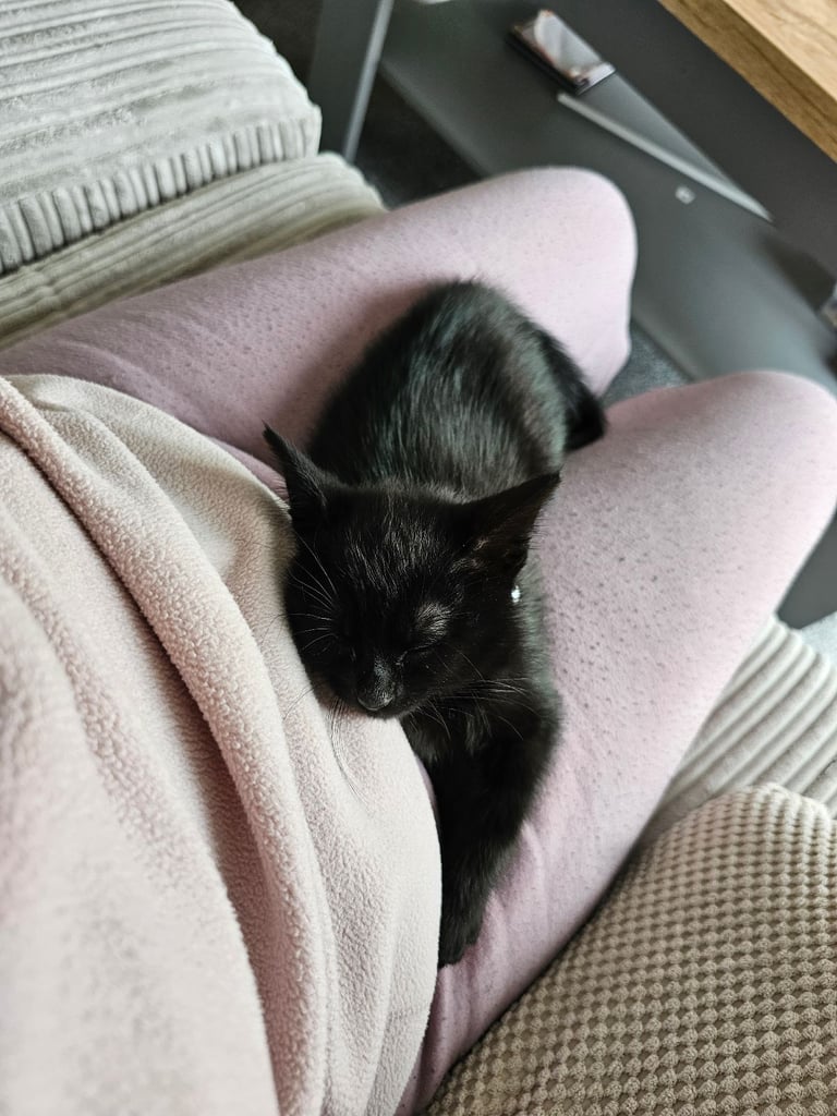 Cat for Rehoming