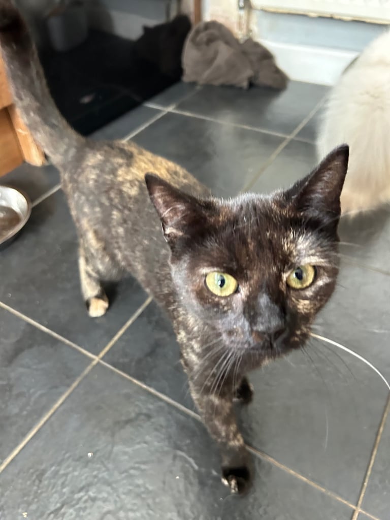 2 Female sister cats for re homing 