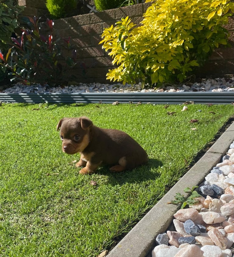 Gorgeous Miniature Jack Russell Puppy For Sale