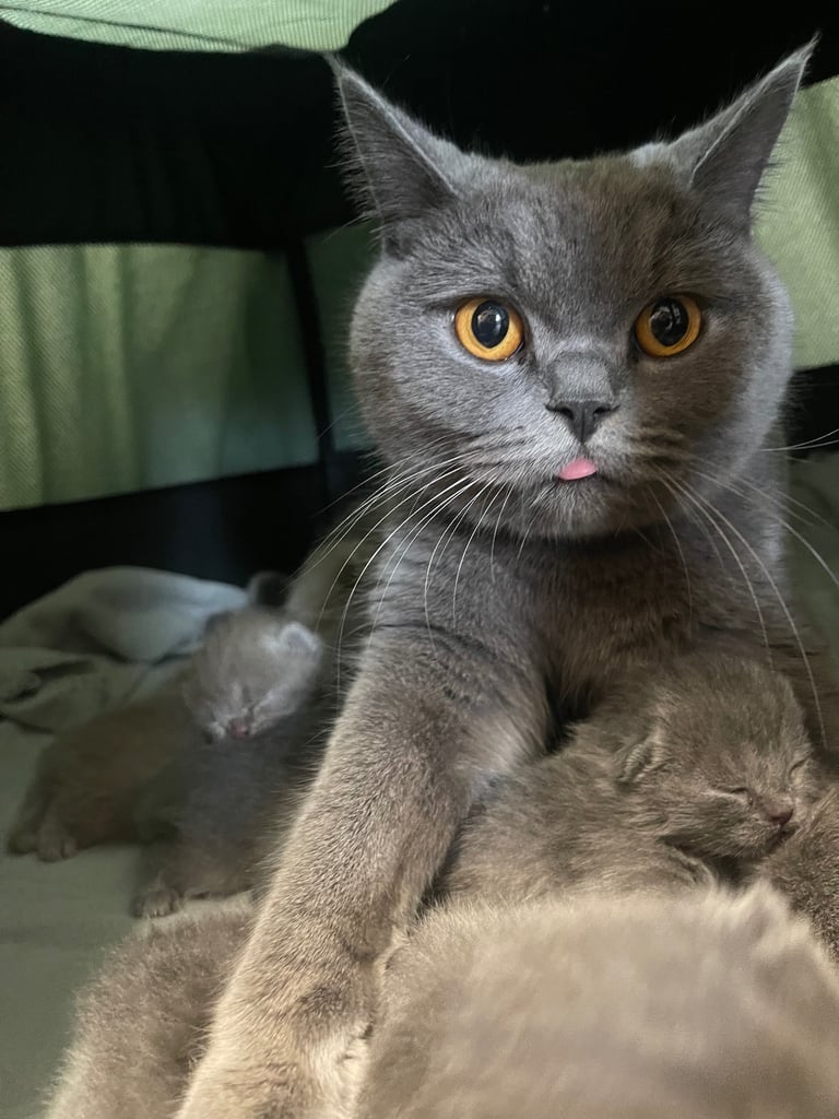 British shorthair kittens 