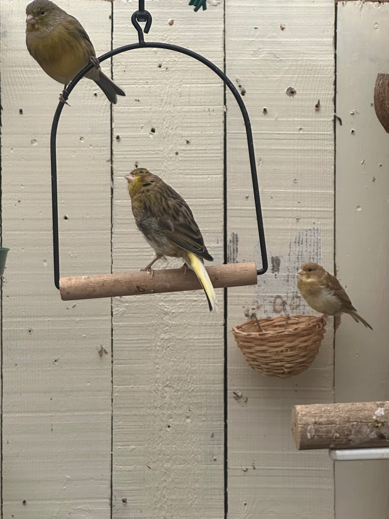 Canary’s for sale