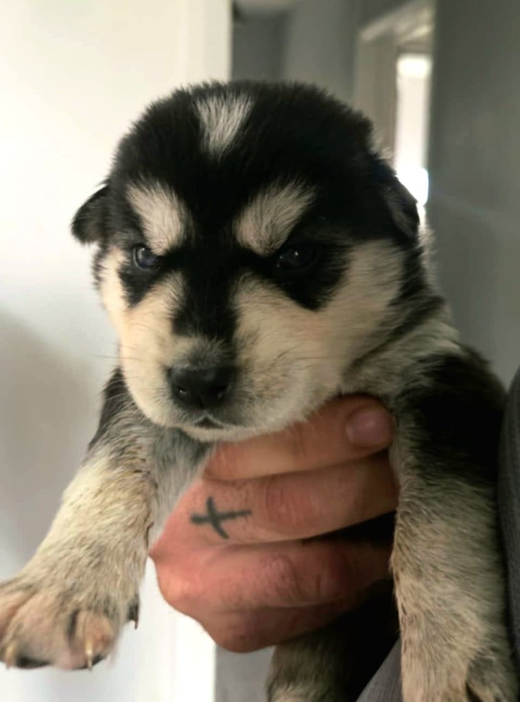 Goberians (siberian husky X goldenretriever