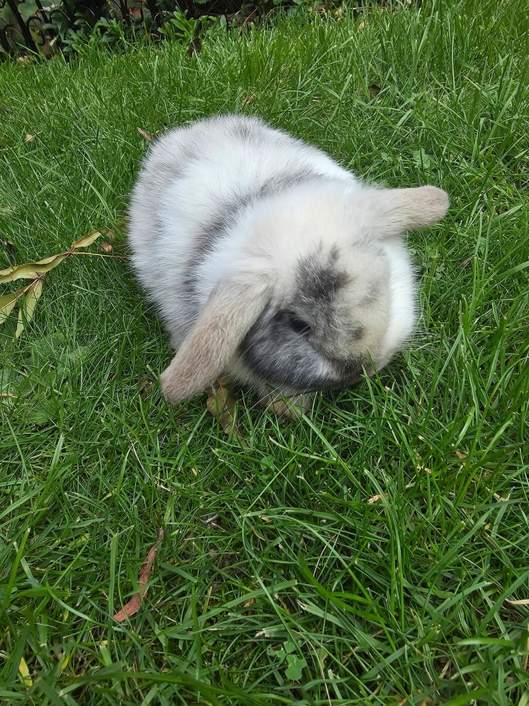 One bunny 